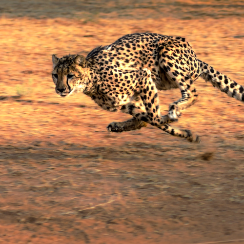 Cheetah depicting fast hosting by Fine Web